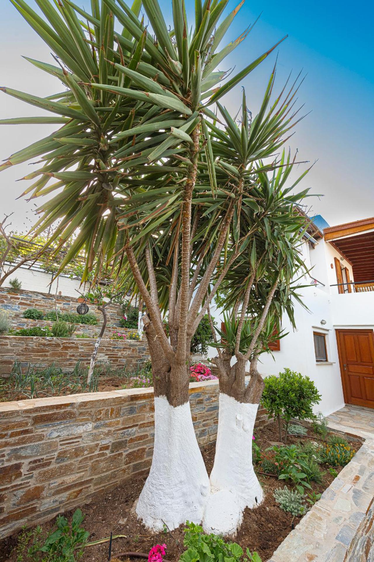 Anemoesa - Photo 107