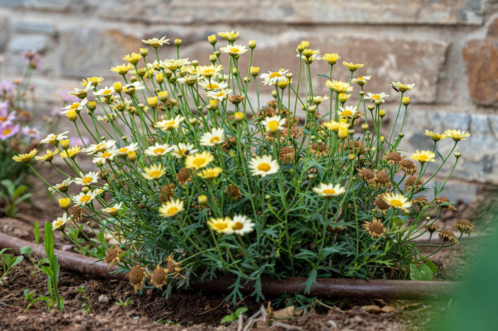 Anemoesa - Photo 119