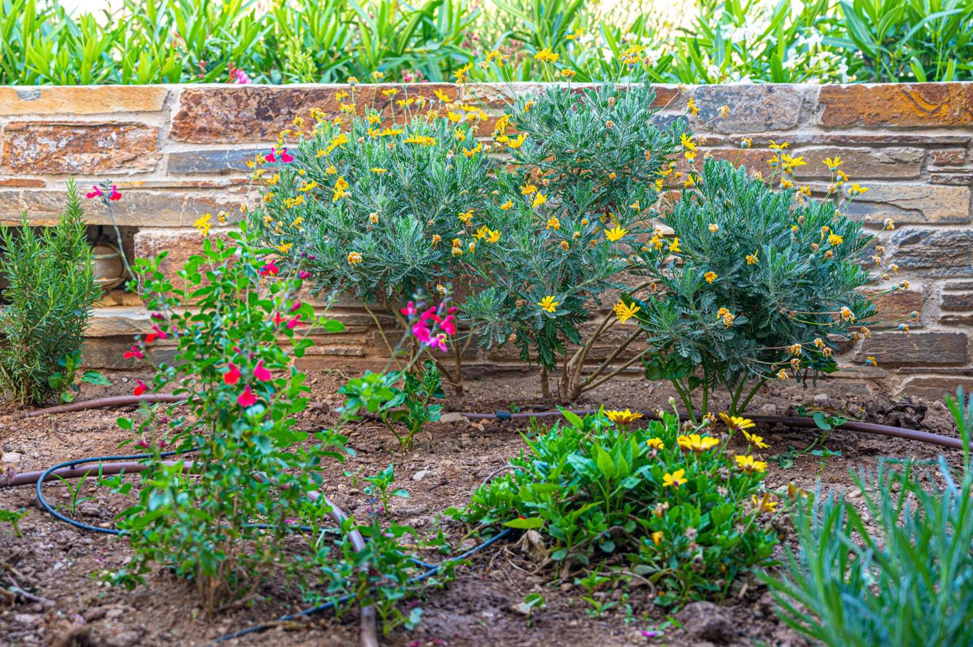 Anemoesa - Photo 123