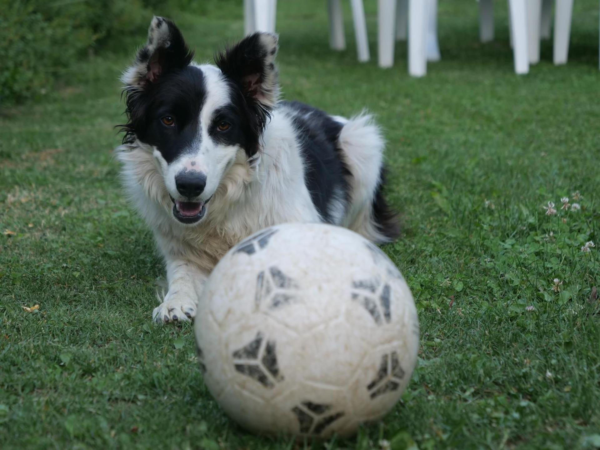 Hotel Cepina Albergo Incantato - Photo 19
