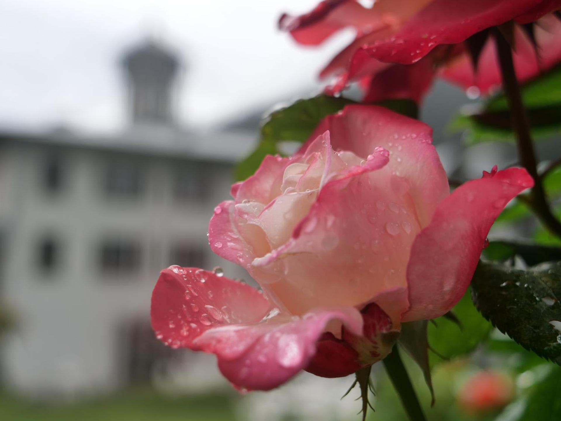 Hotel Cepina Albergo Incantato - Photo 13