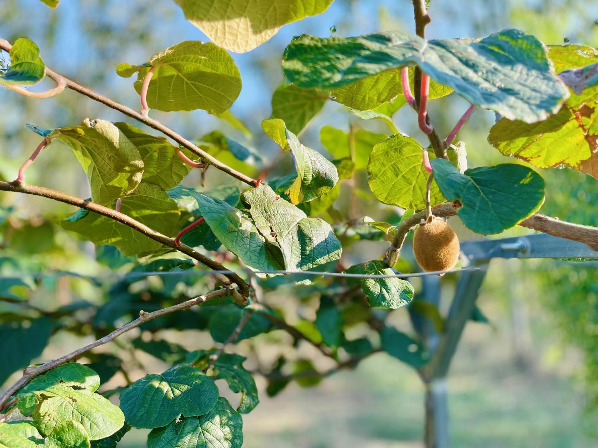 Villa Irene Pisticci-Matera - Photo 94