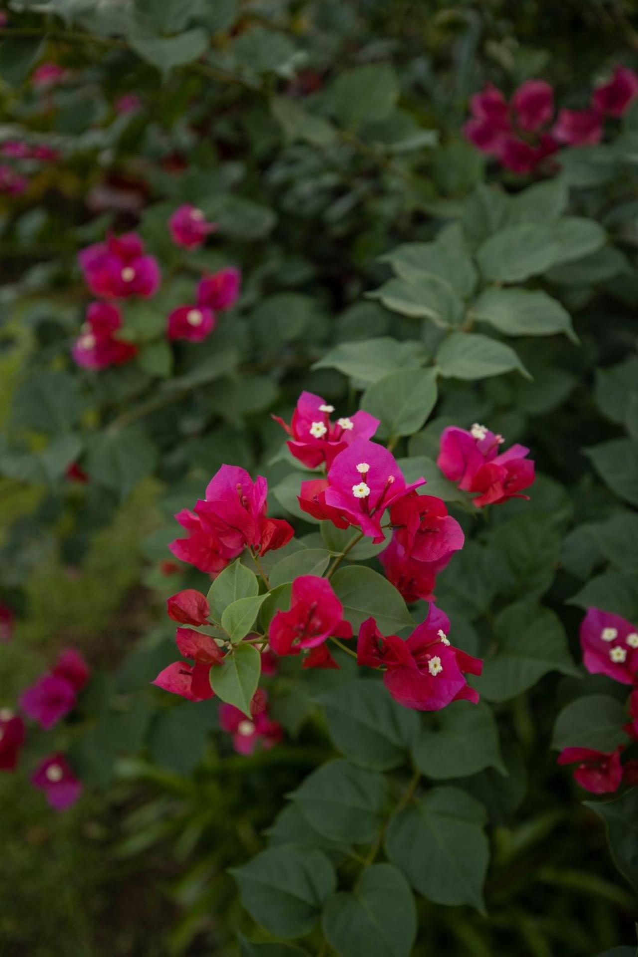 The Samoan Outrigger Hotel - Photo 19