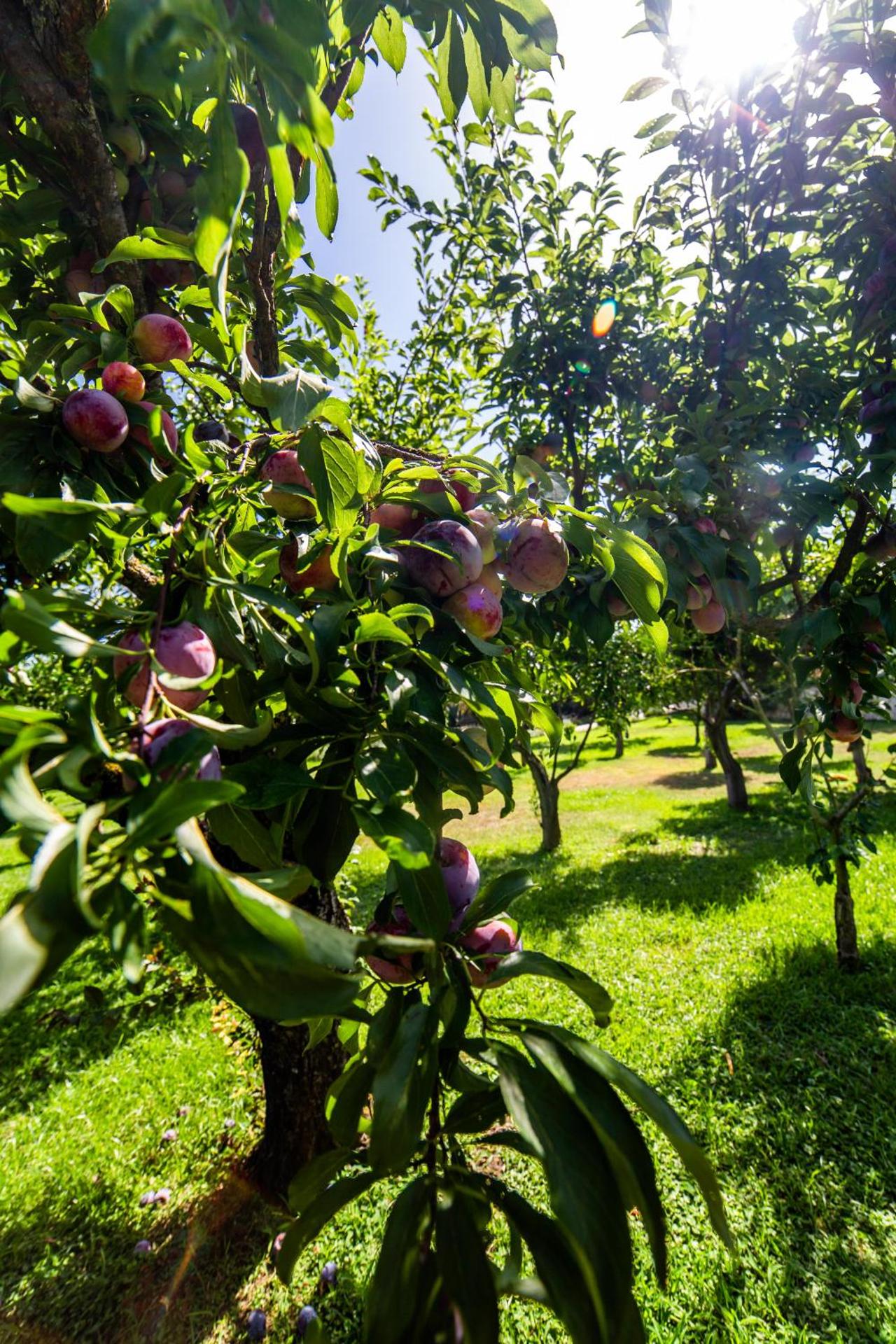 I Lecci Guesthouse - Photo 252