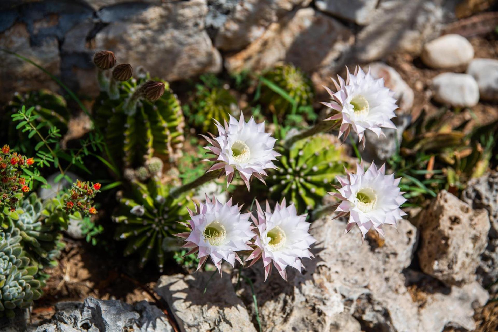 I Lecci Guesthouse - Photo 257