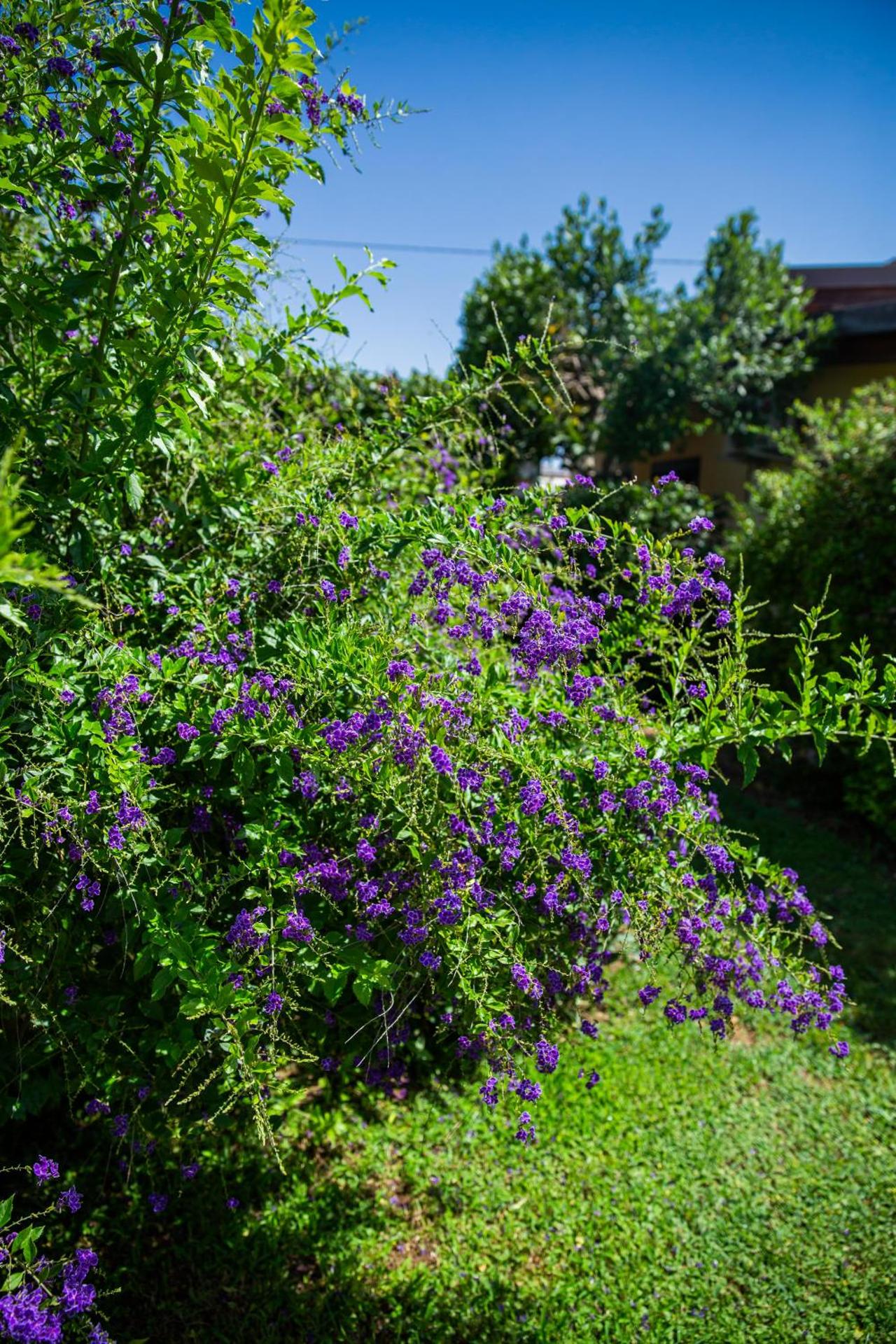 I Lecci Guesthouse - Photo 256