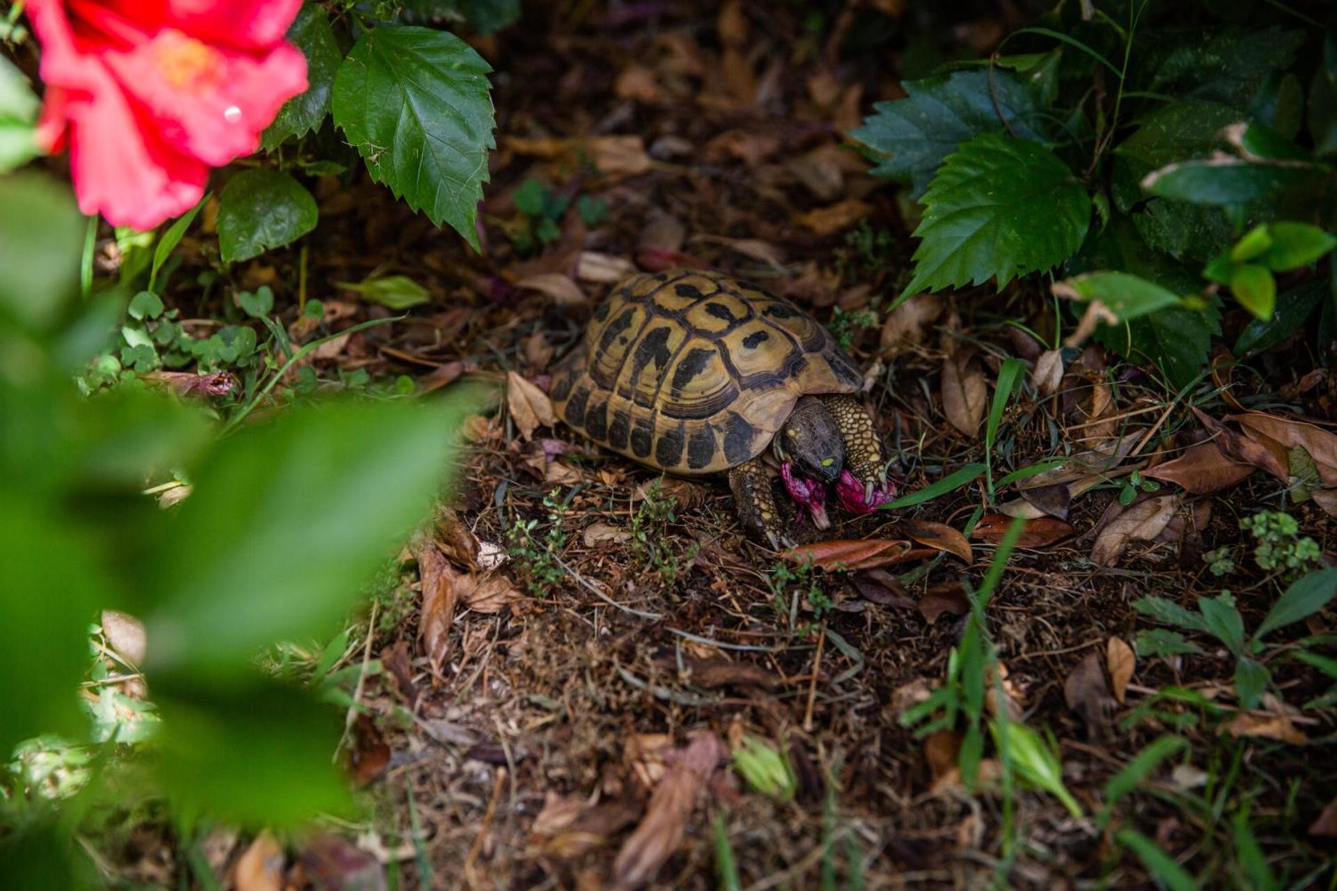 I Lecci Guesthouse - Photo 264