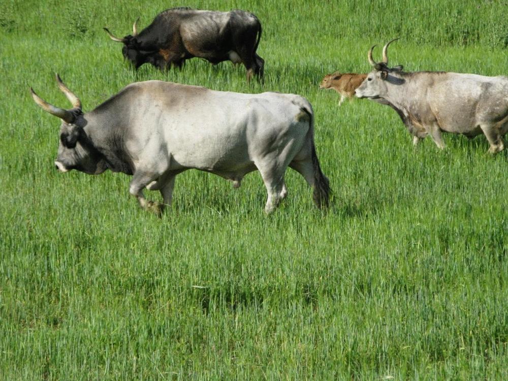 Le Murelle Country Resort - Photo 12