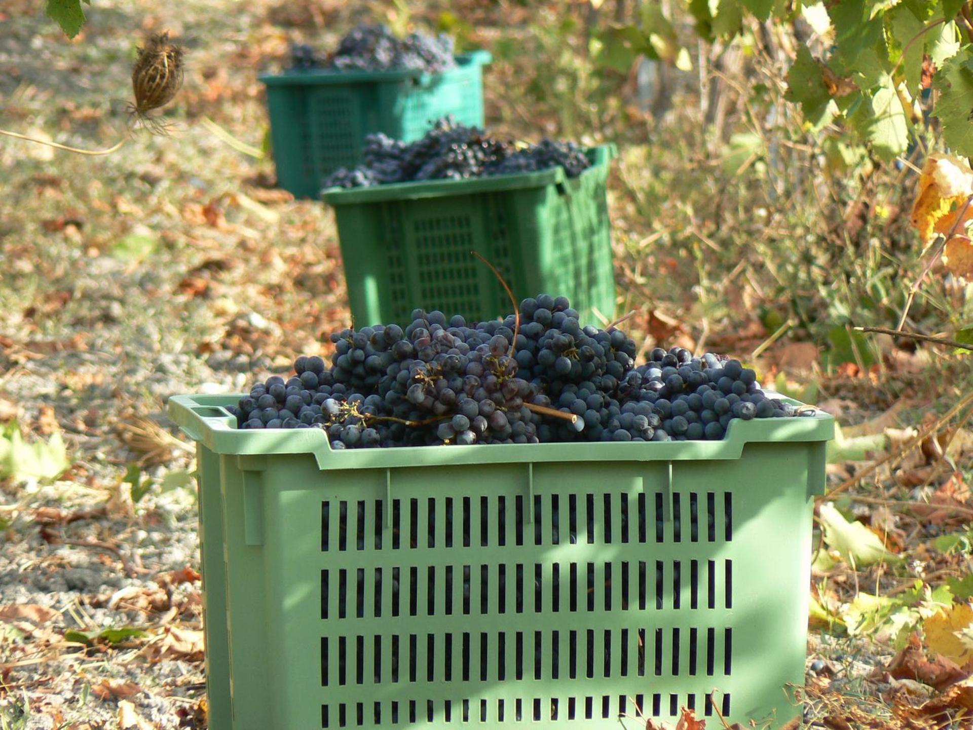 Pessighette Dimora Di Campagna - Photo 17