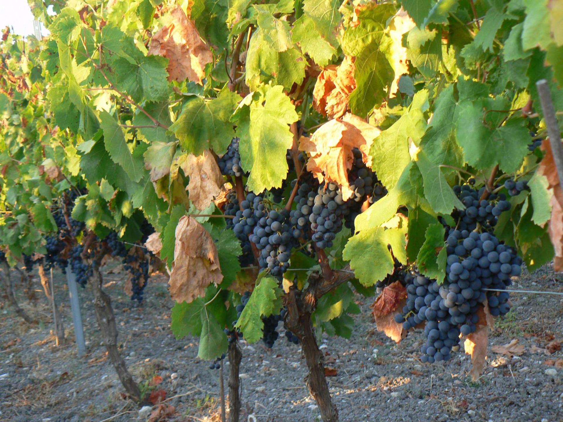 Pessighette Dimora Di Campagna - Photo 16
