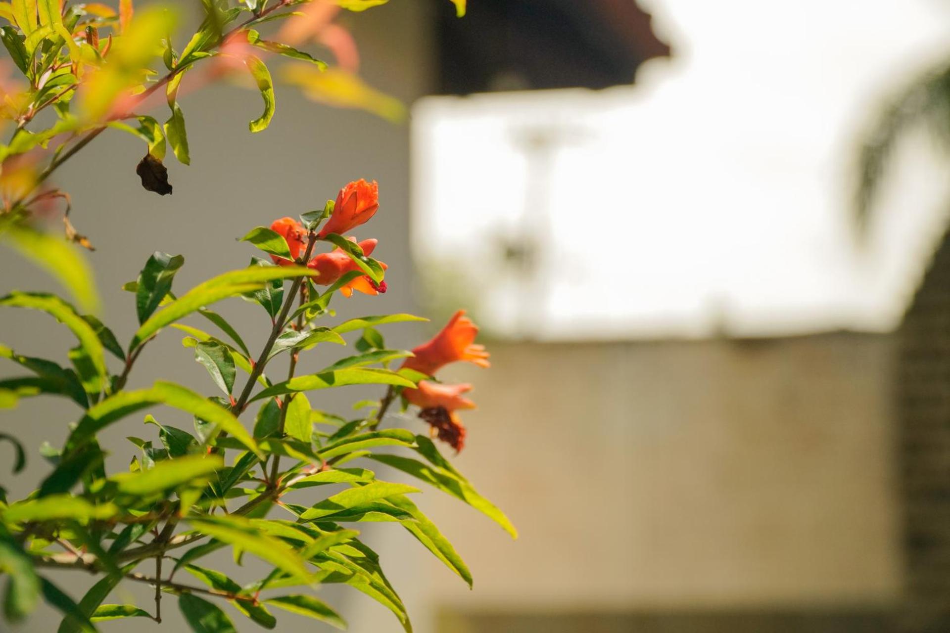 Pousada Dunasol Floripa - Photo 148