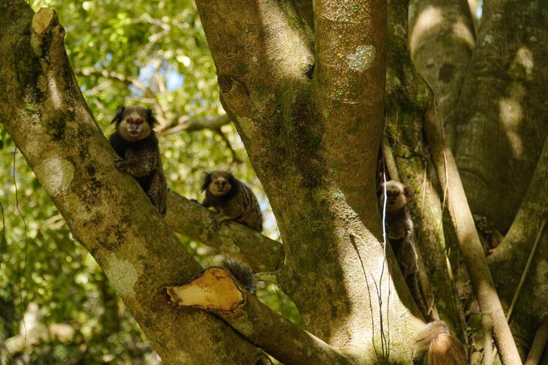 Pousada Dunasol Floripa - Photo 166