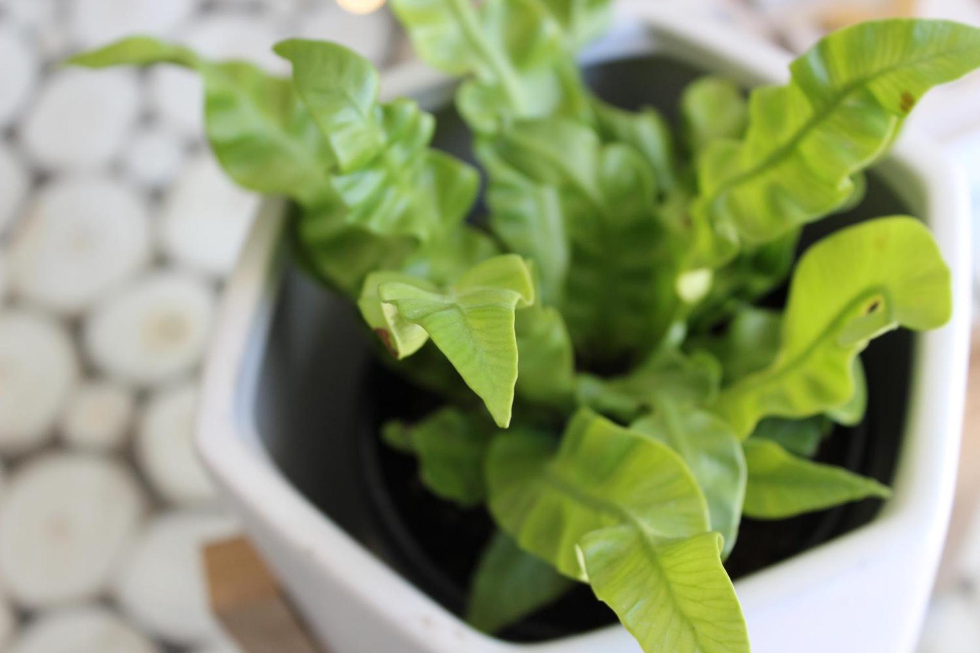 Club Cocomo - Photo 32