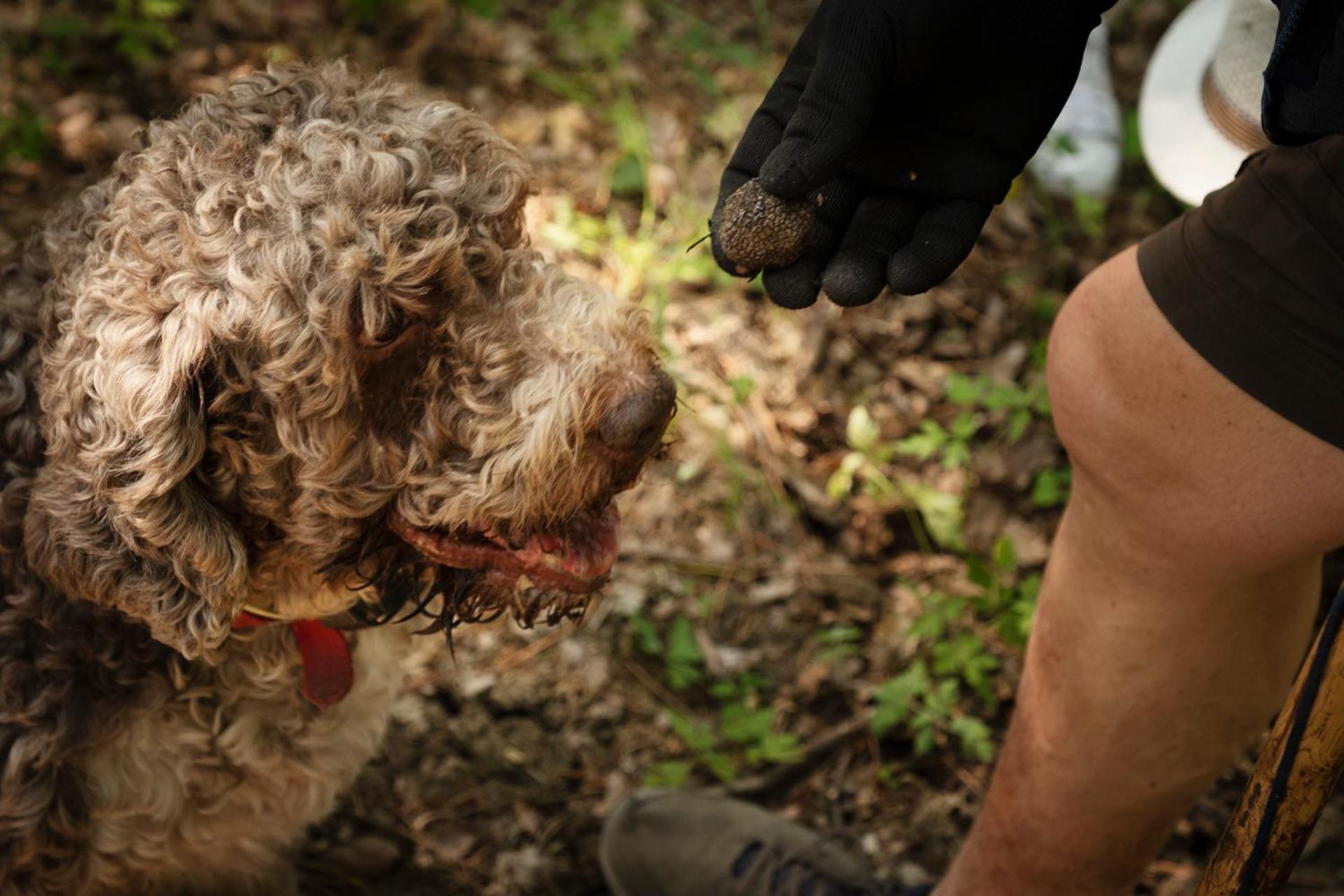 Florence Winery AgriResort - Fattoria Lavacchio - Photo 91