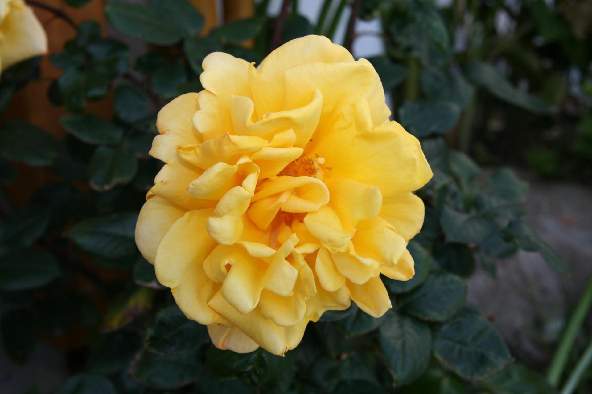 Marirena Hotel - Photo 9