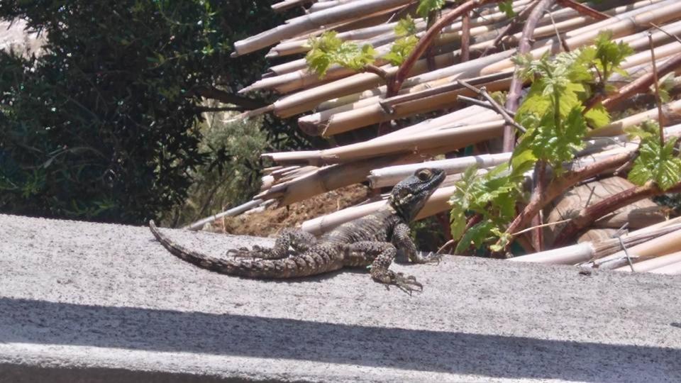 Pyrgos Traditional Village - Photo 121