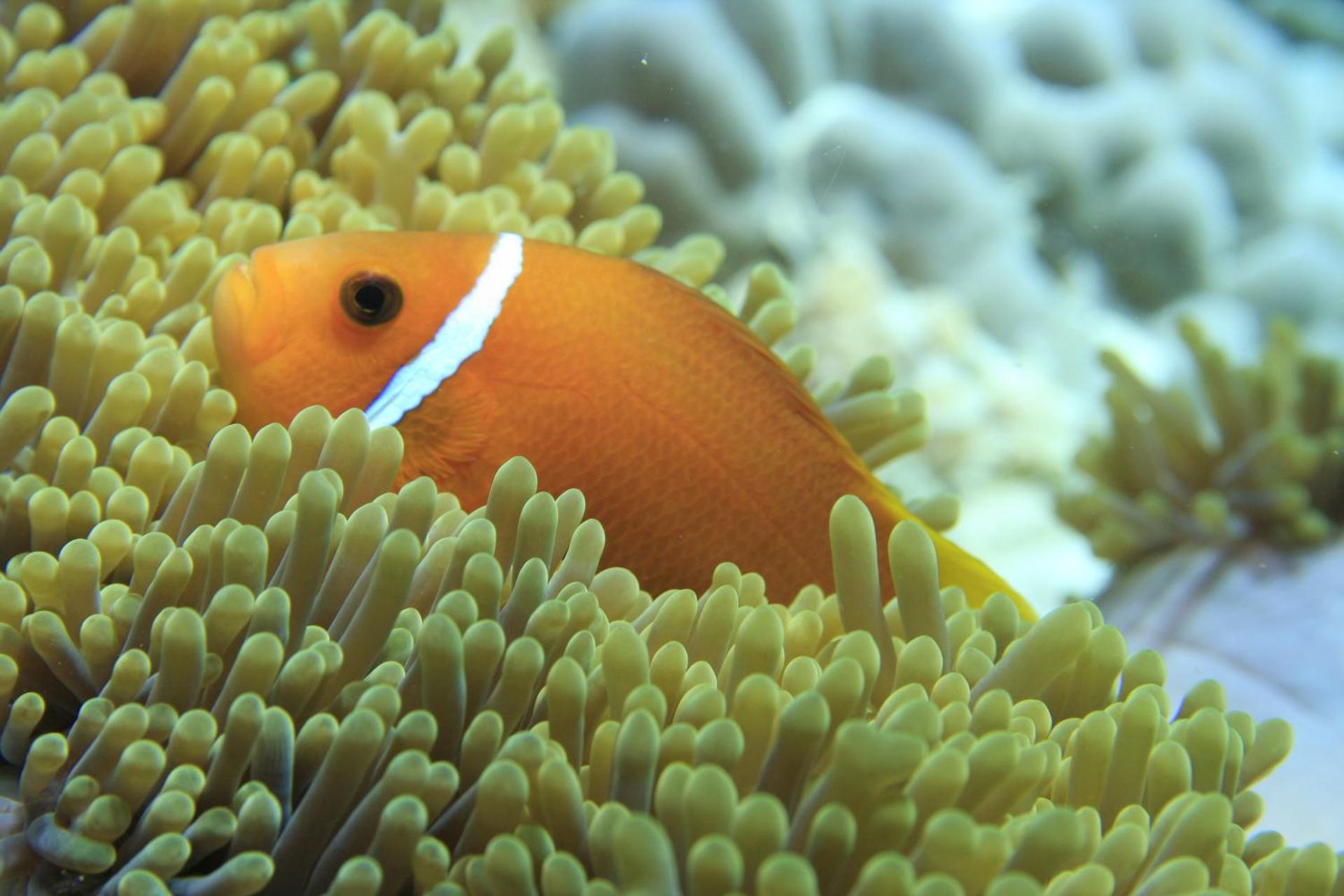 Dhawa Ihuru, part of Banyan Group - Photo 77