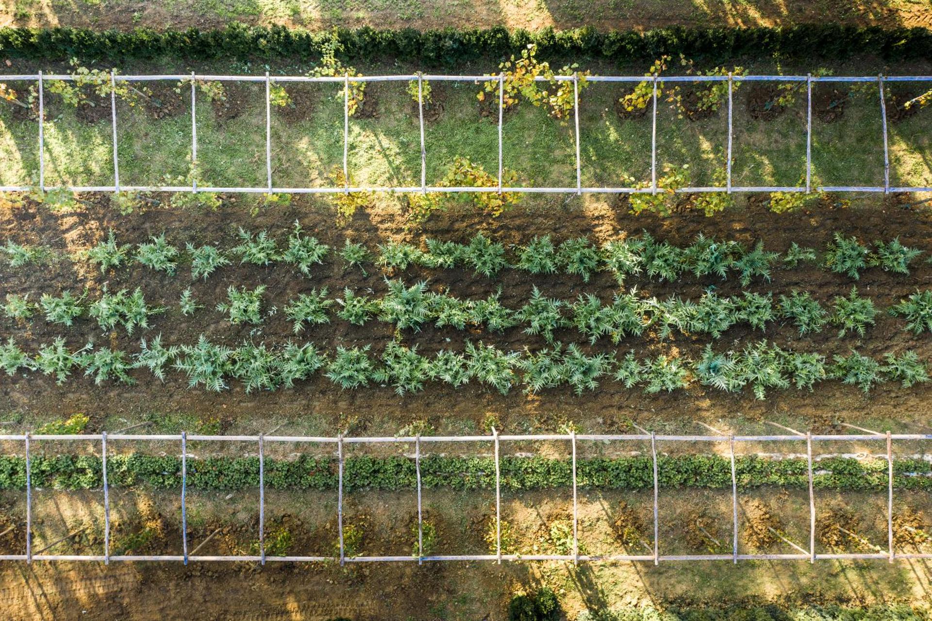 Boutique Wine Resort - Villa Dianella - Photo 72