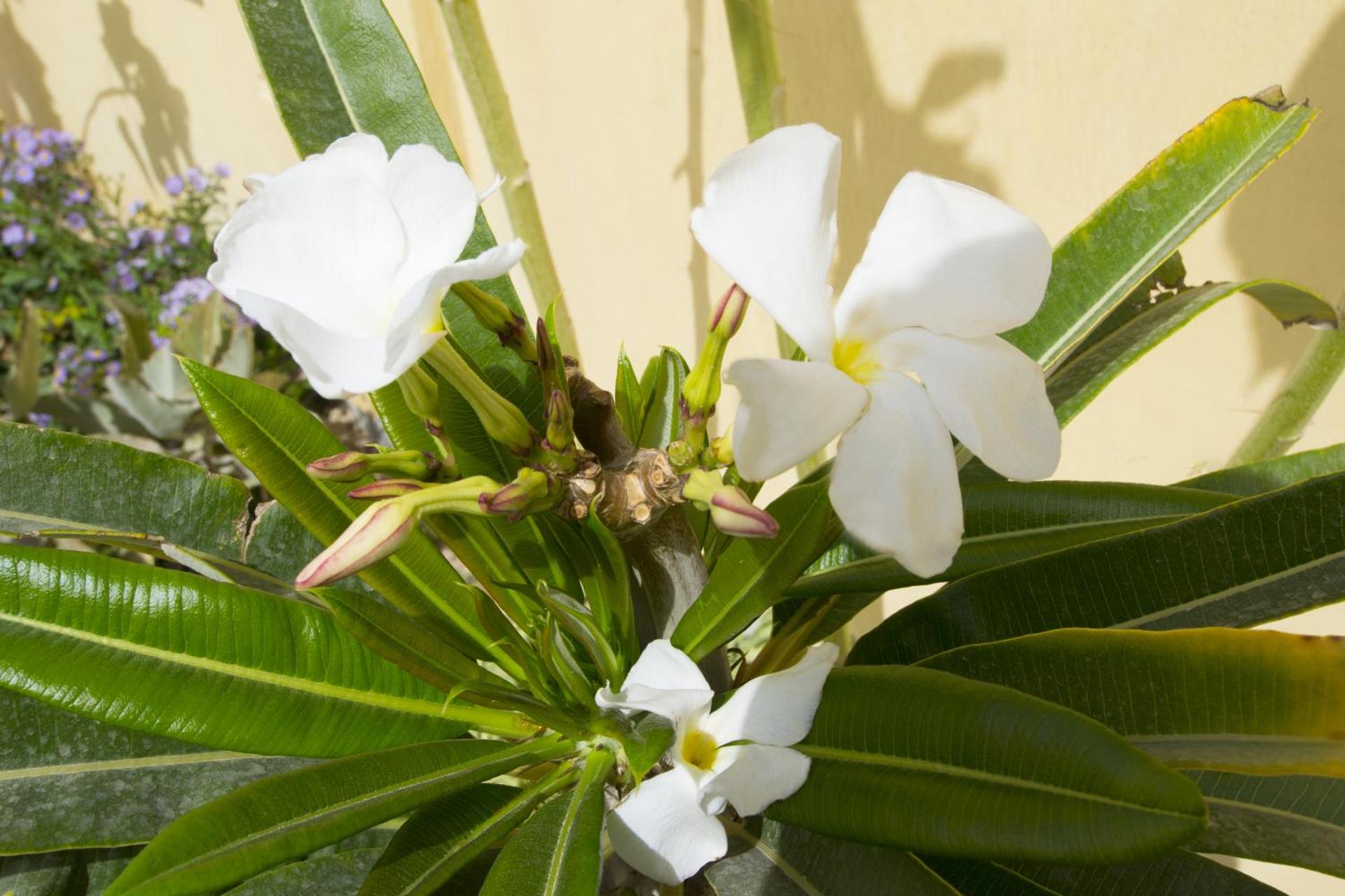 View Villa Apartments Hurghada - Photo 52