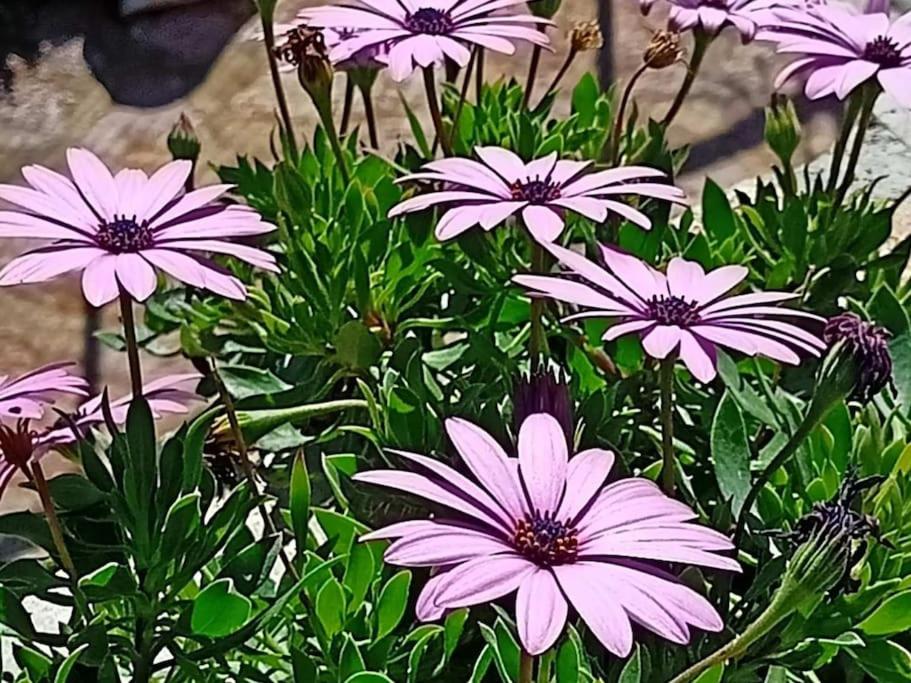 Smaragdas Paradise - Photo 68