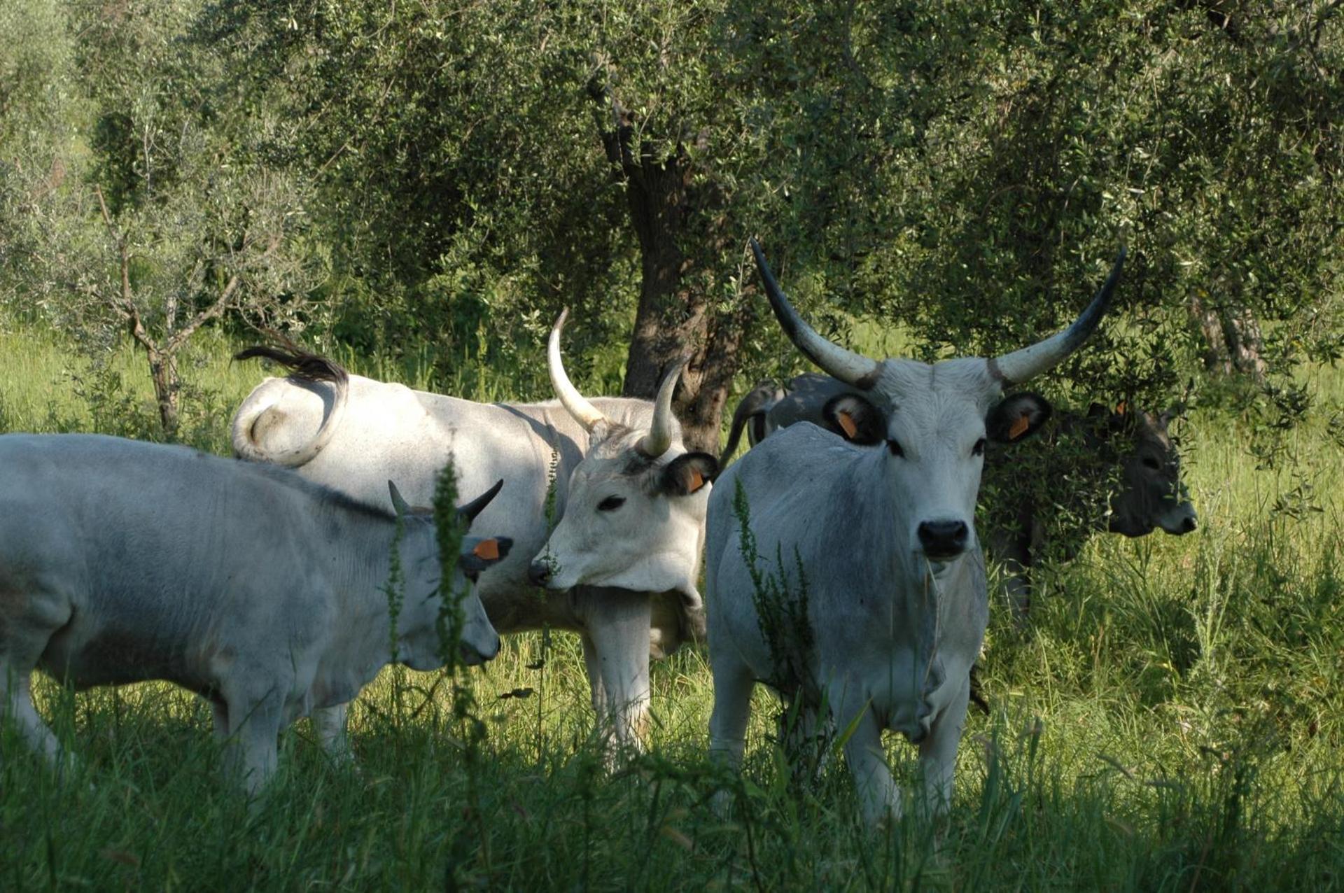 Agriturismo Bio Le Macchie Alte - Photo 5