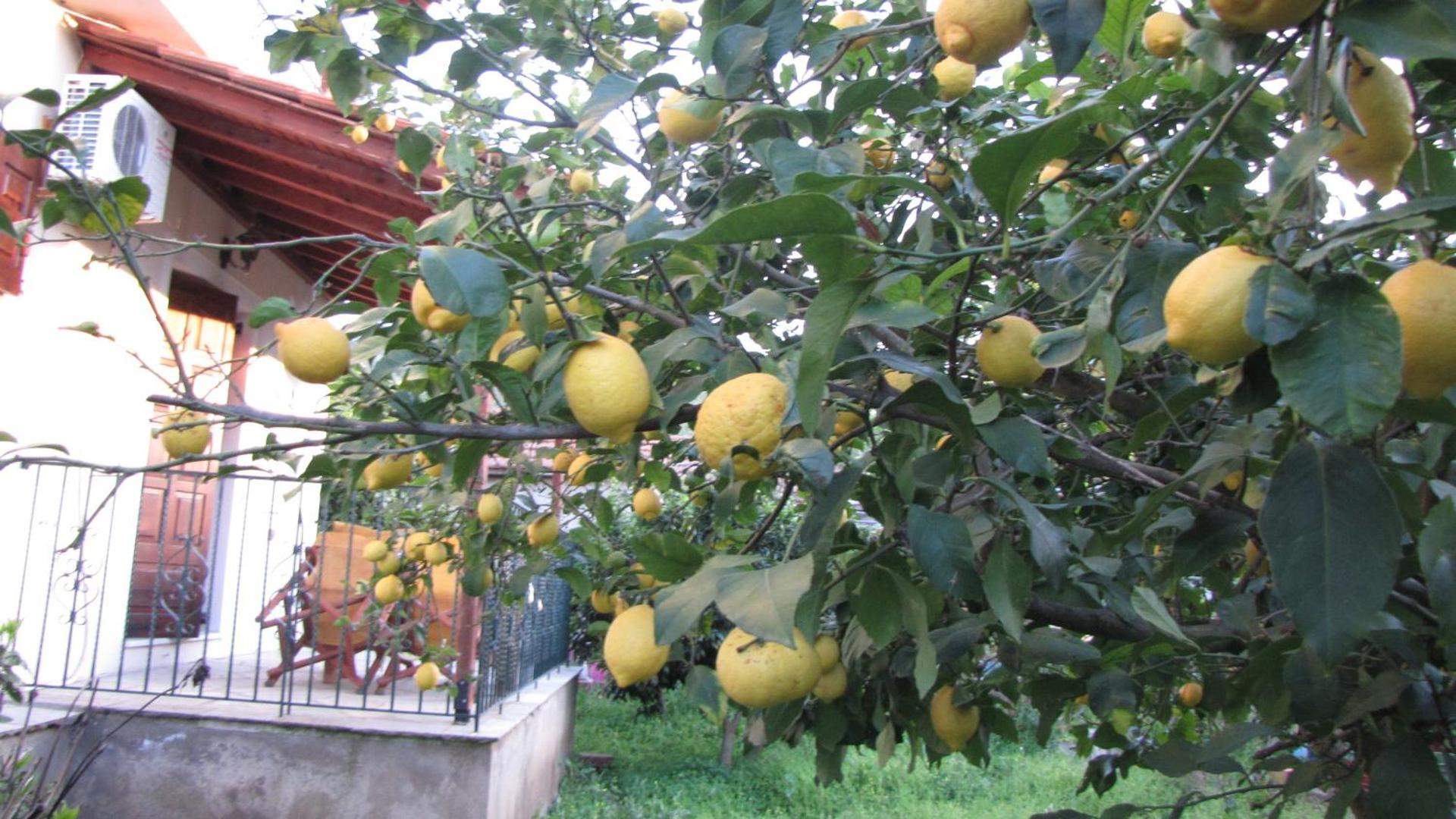 Rafaela House - Photo 26