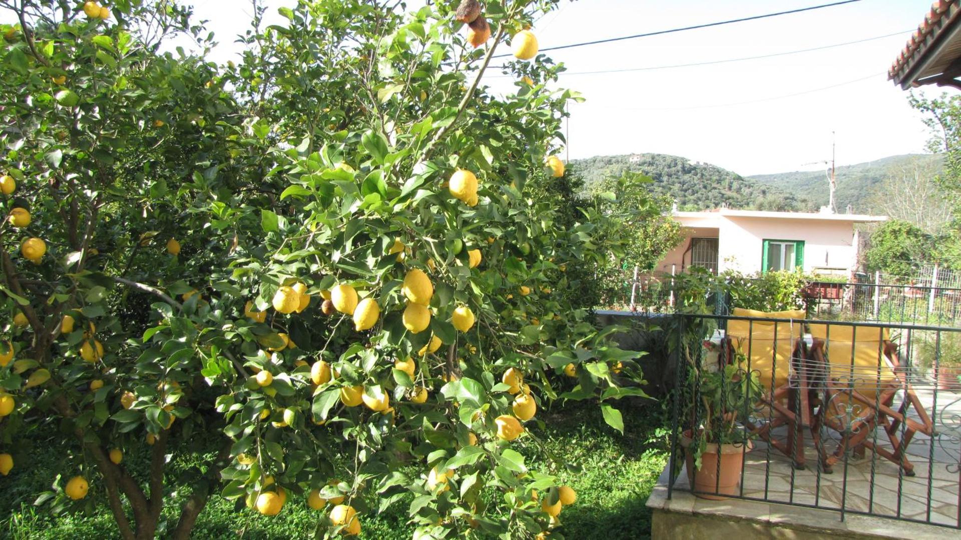 Rafaela House - Photo 25