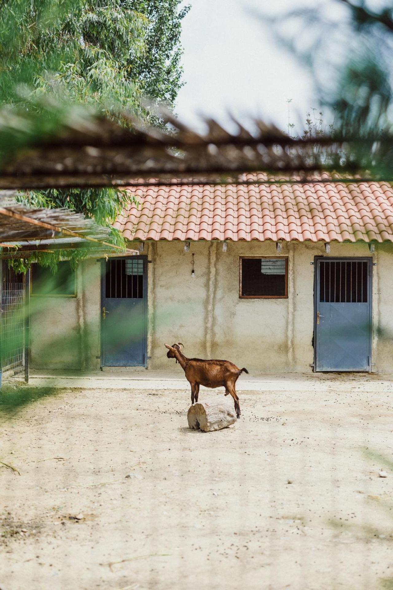 Blerina's Agritourism Concept - Photo 150