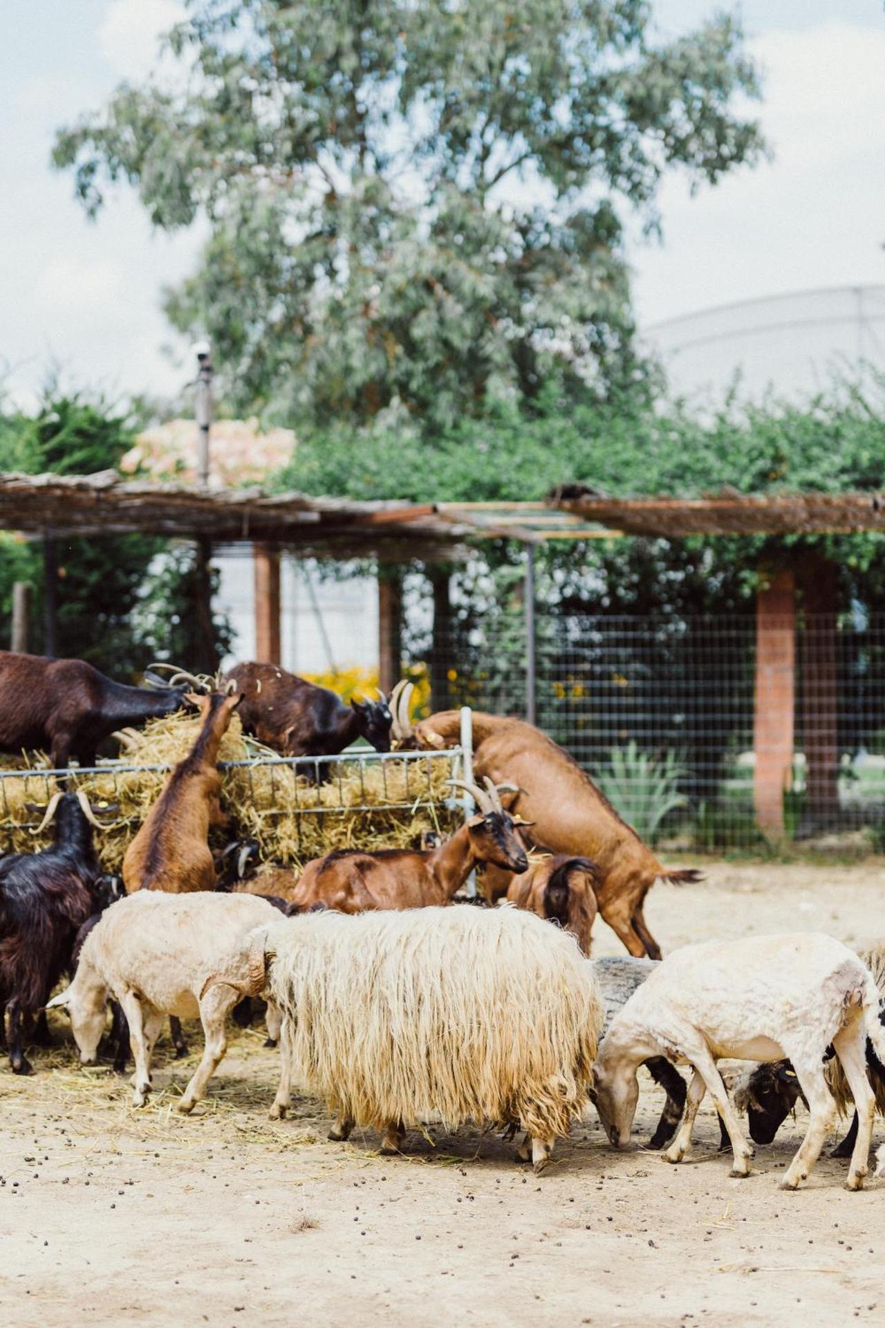 Blerina's Agritourism Concept - Photo 156