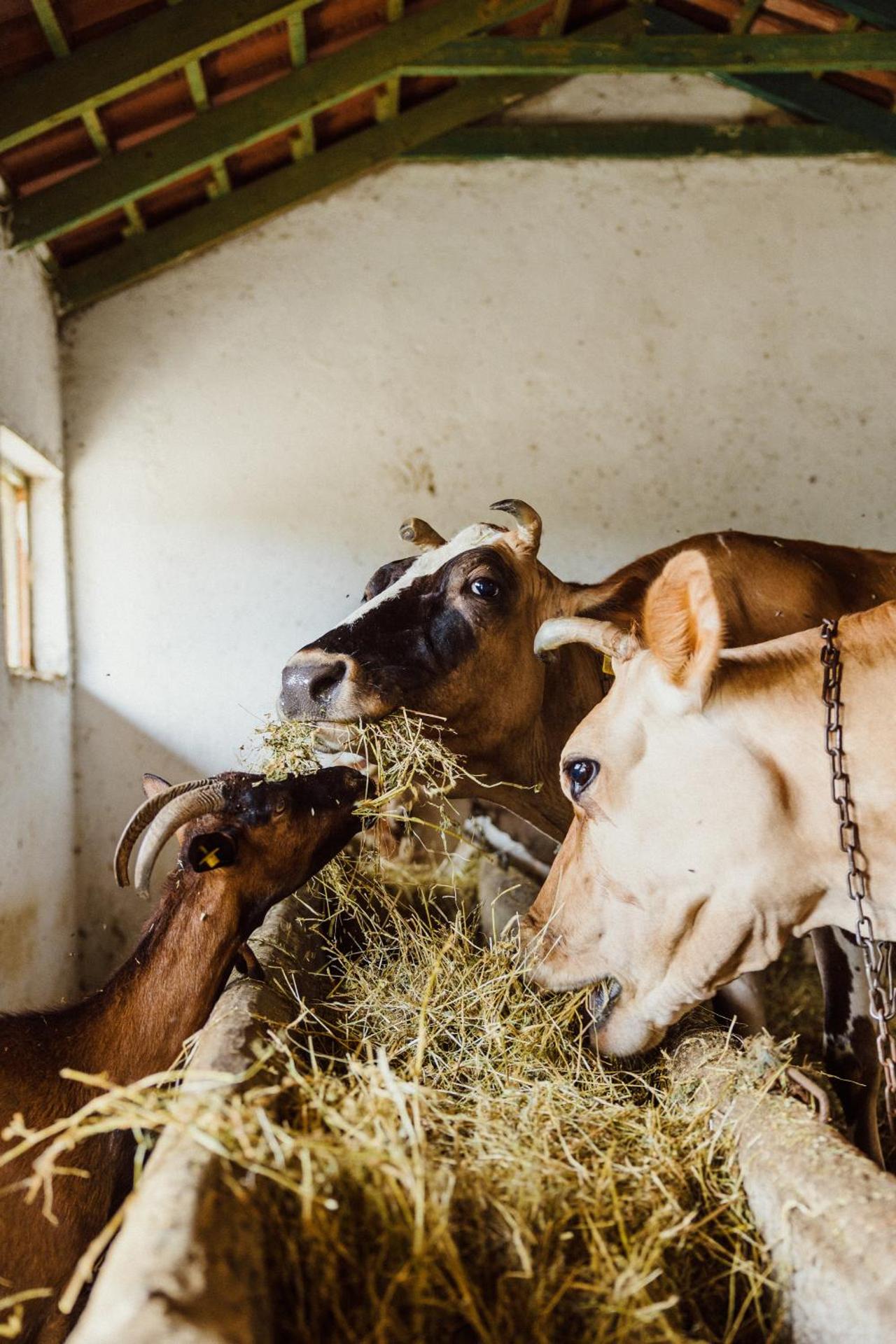 Blerina's Agritourism Concept - Photo 157