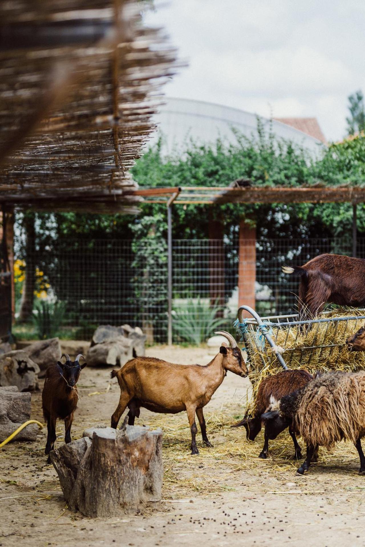 Blerina's Agritourism Concept - Photo 155