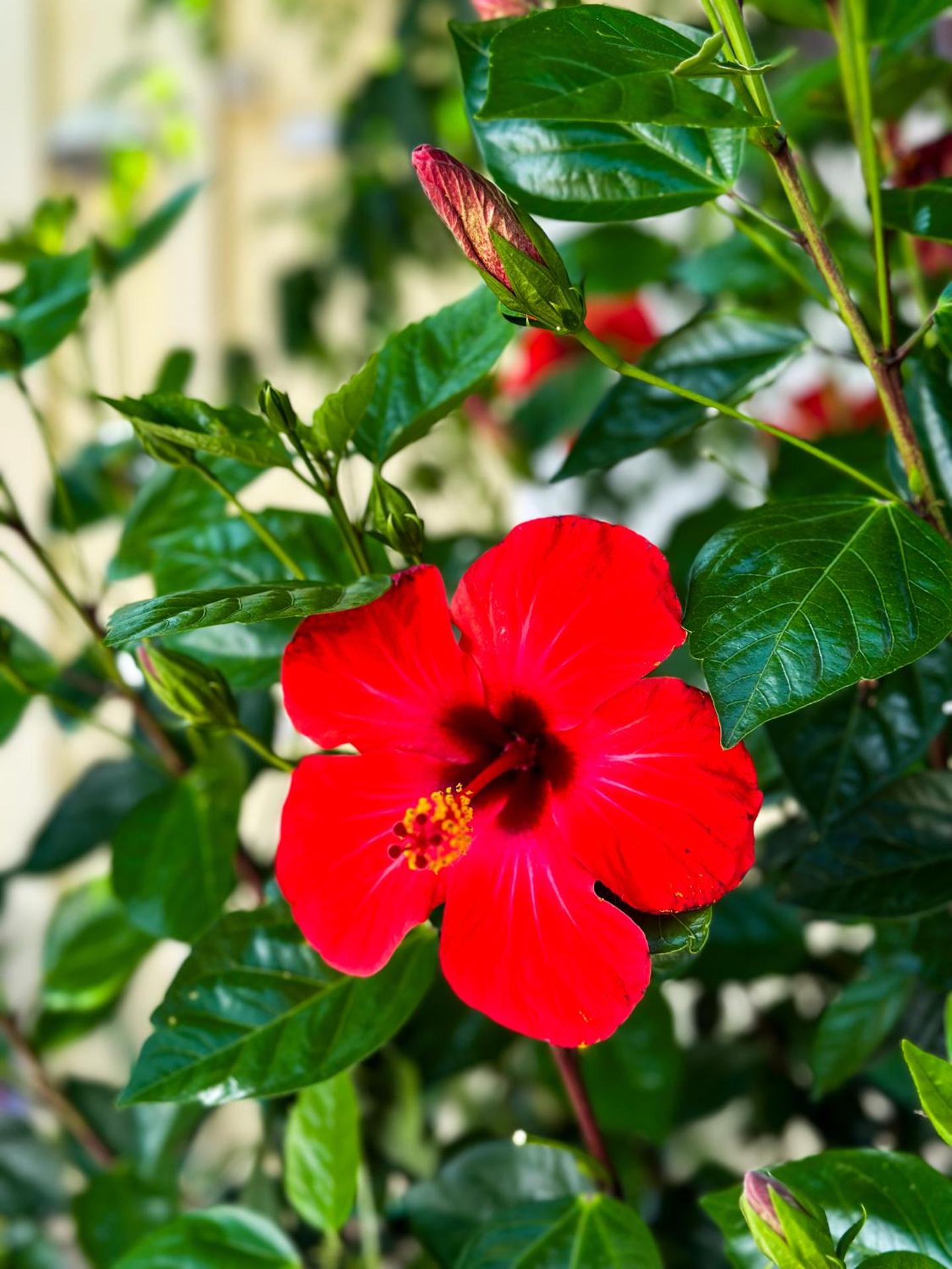 Salora Studio-Apartments - Photo 30