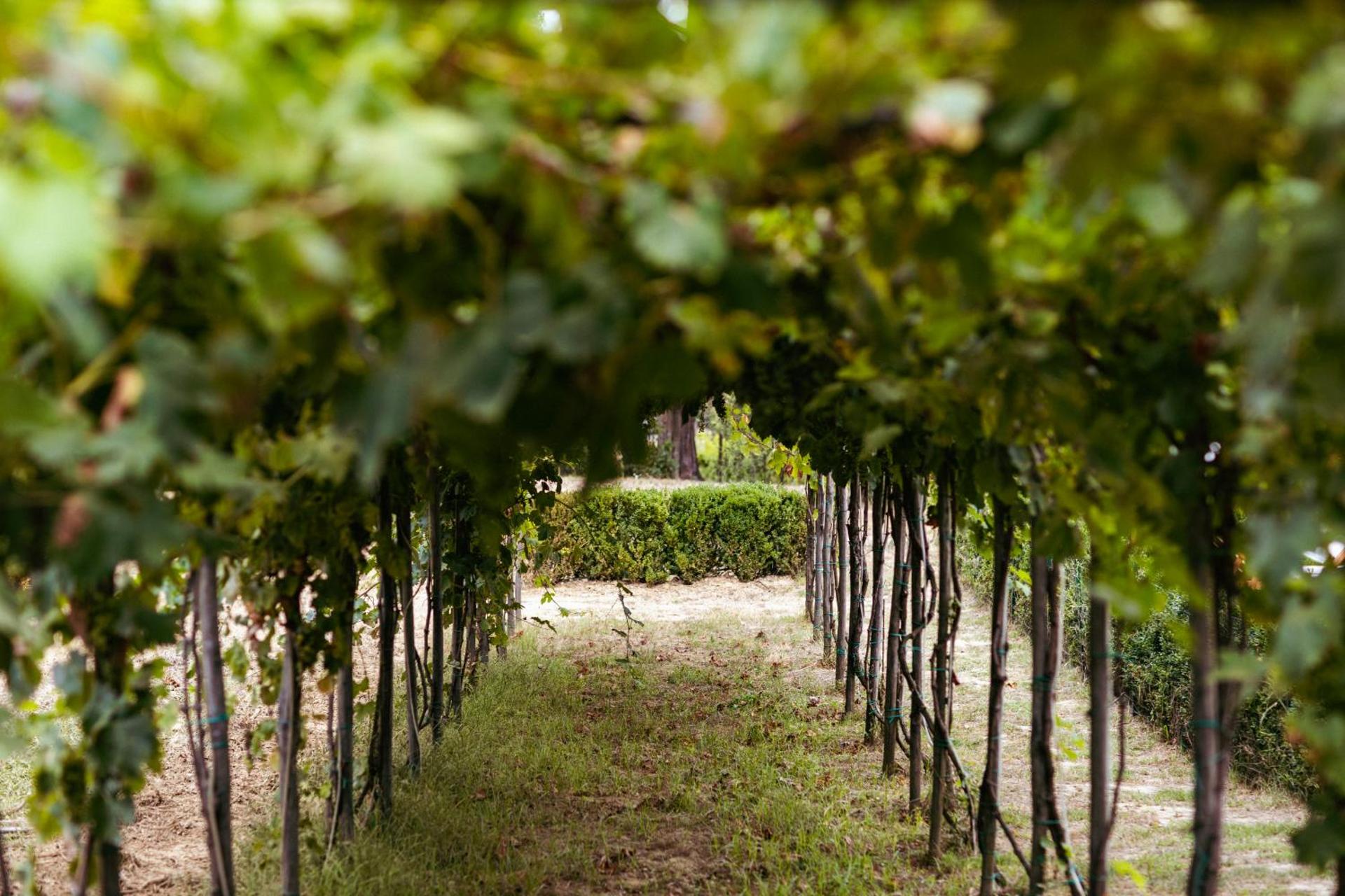 Boutique Wine Resort - Villa Dianella - Photo 93