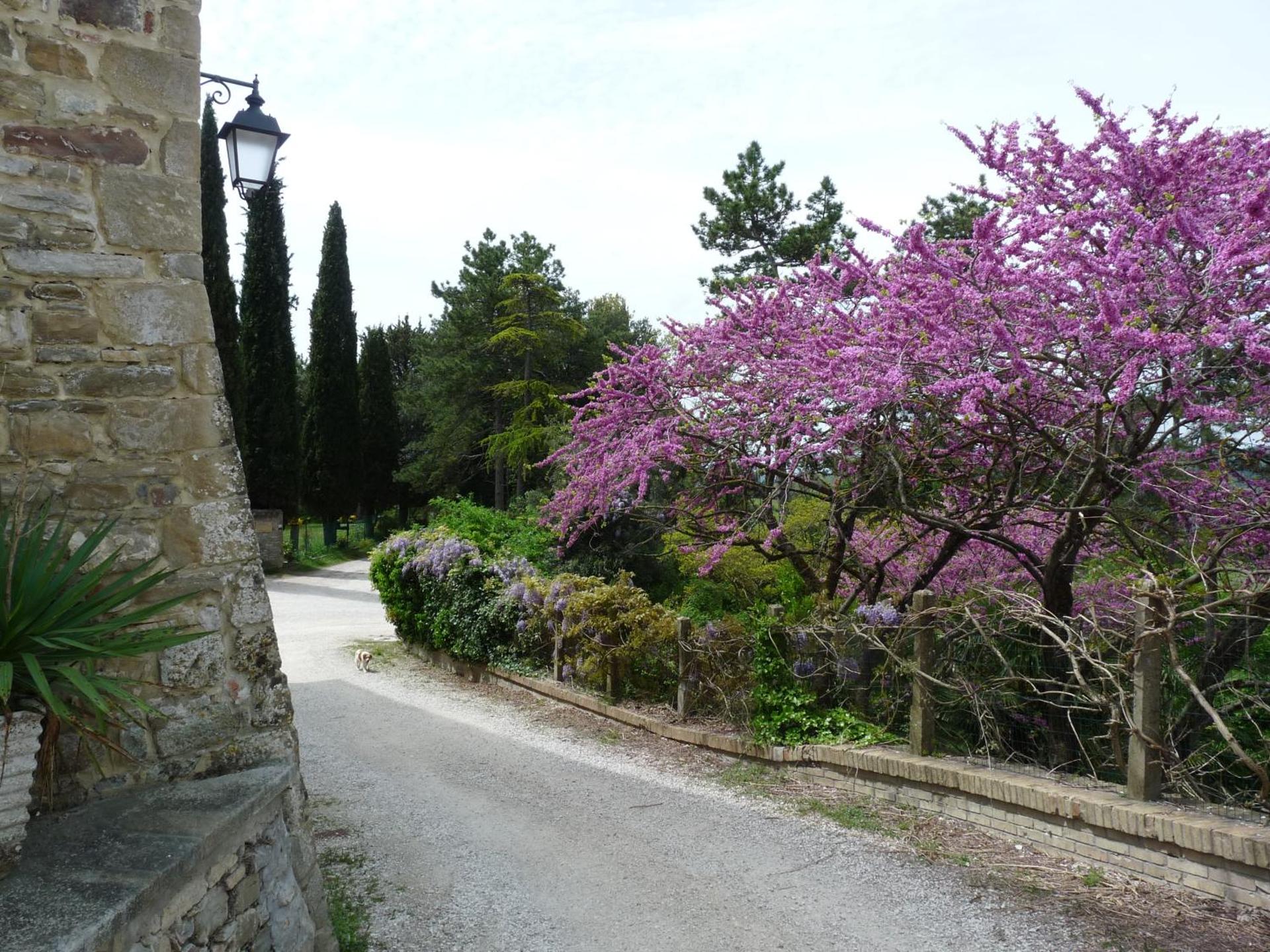 Castello Di Giomici - Photo 223