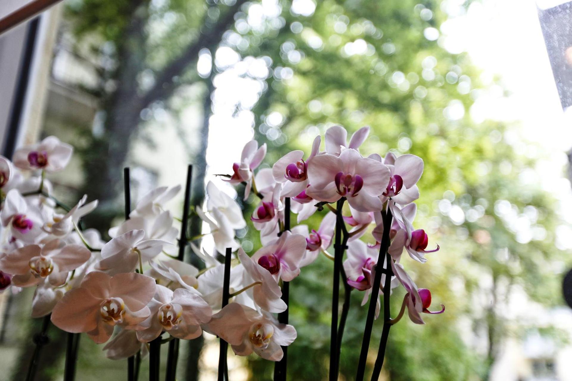 Hotel Nymphenburg City - München - Photo 116