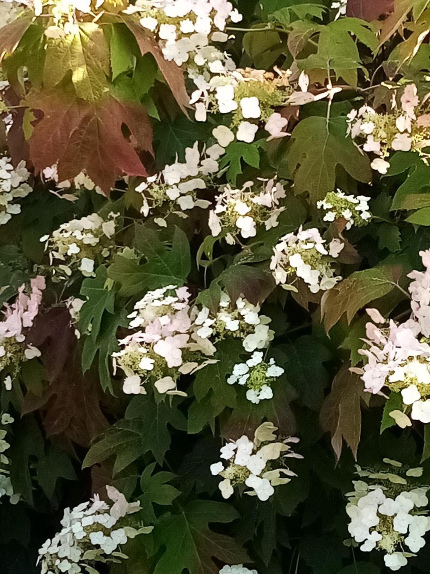 La Casa Gialla A MONTIGNOSO - Photo 9