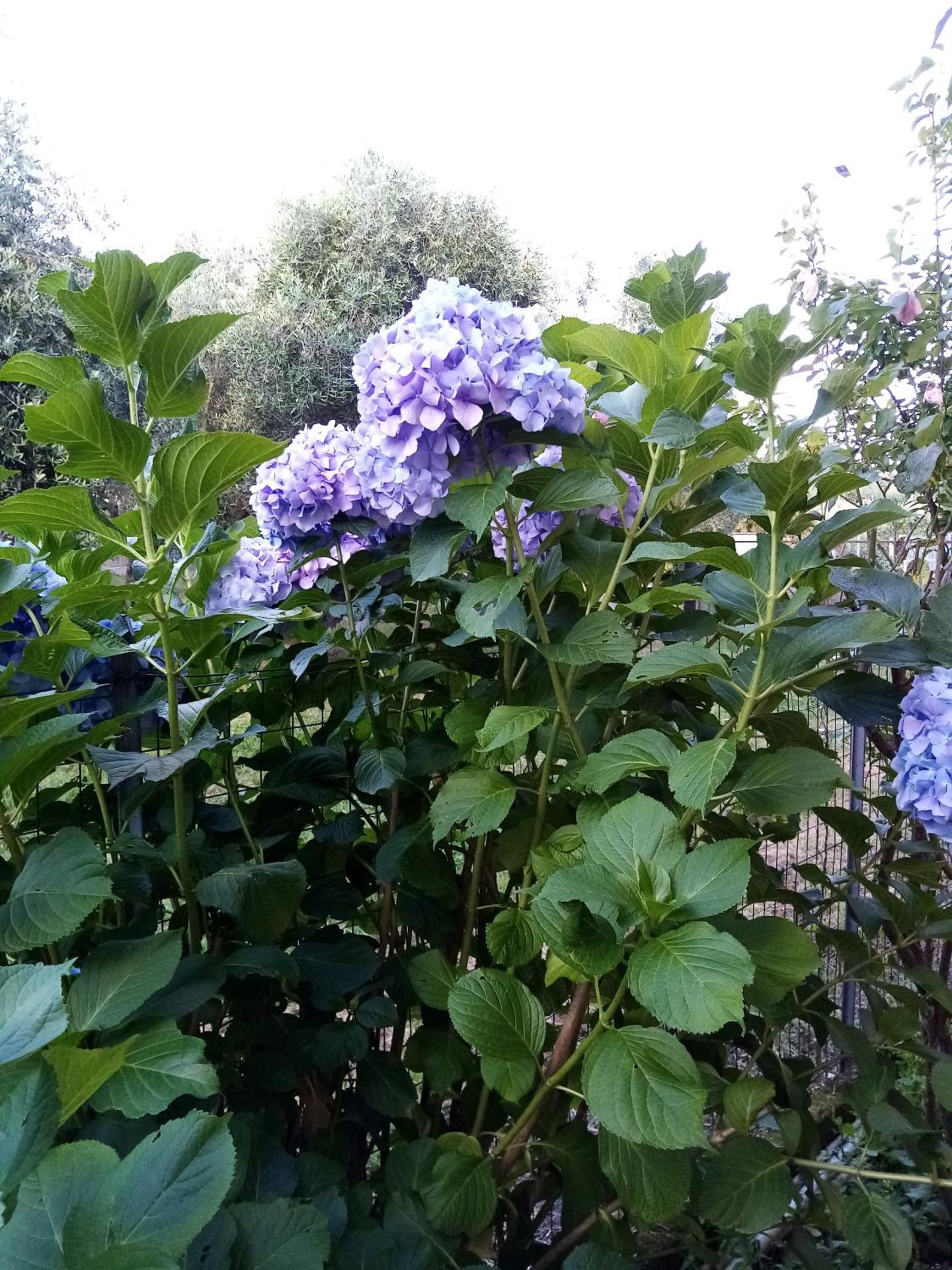 La Casa Gialla A MONTIGNOSO - Photo 11