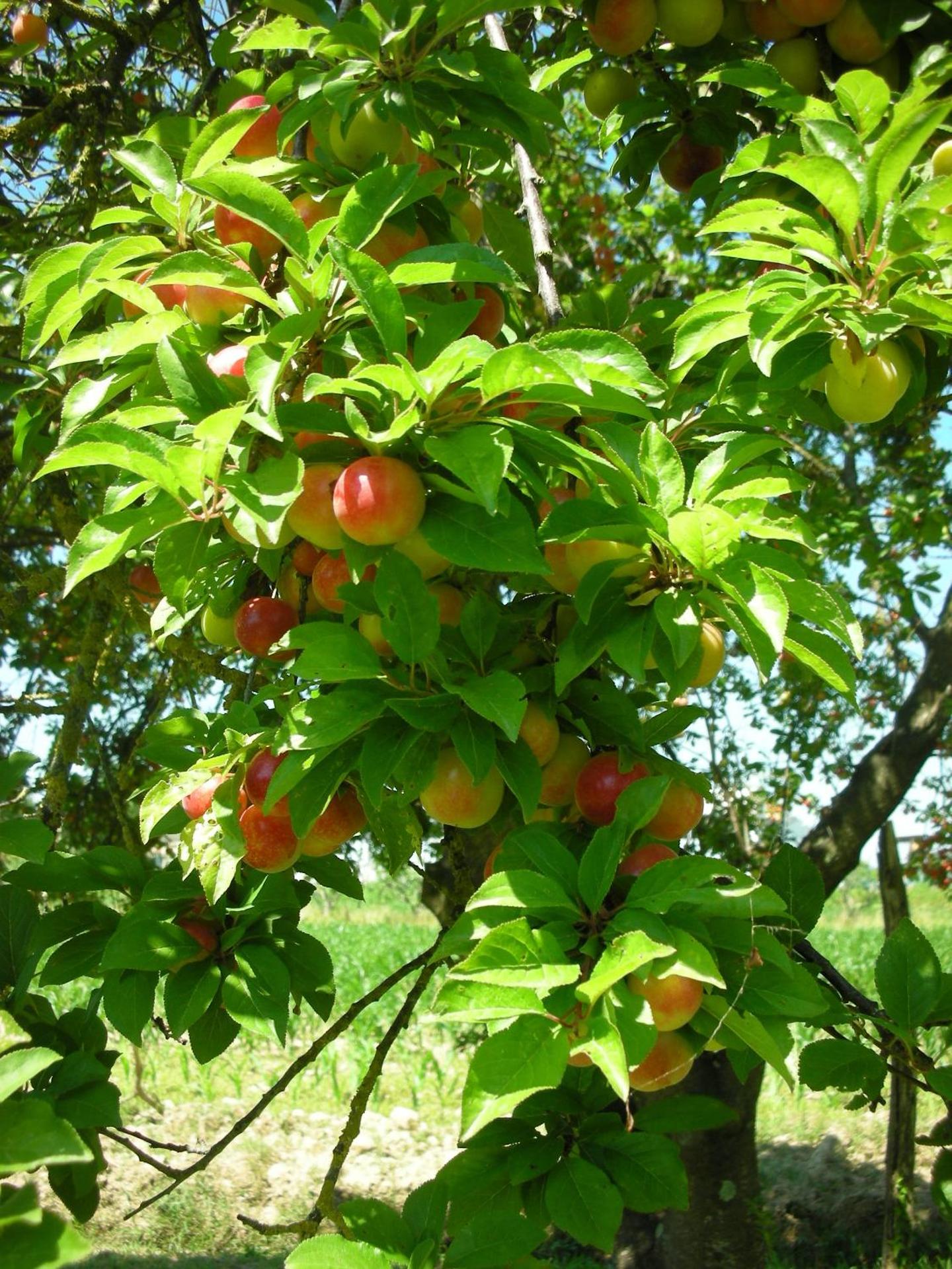 B&B Da Pio - Photo 100