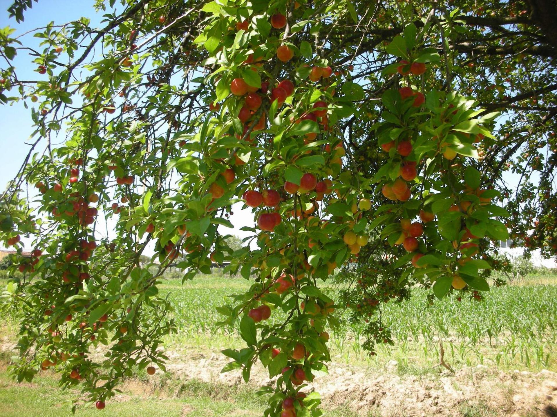 B&B Da Pio - Photo 102