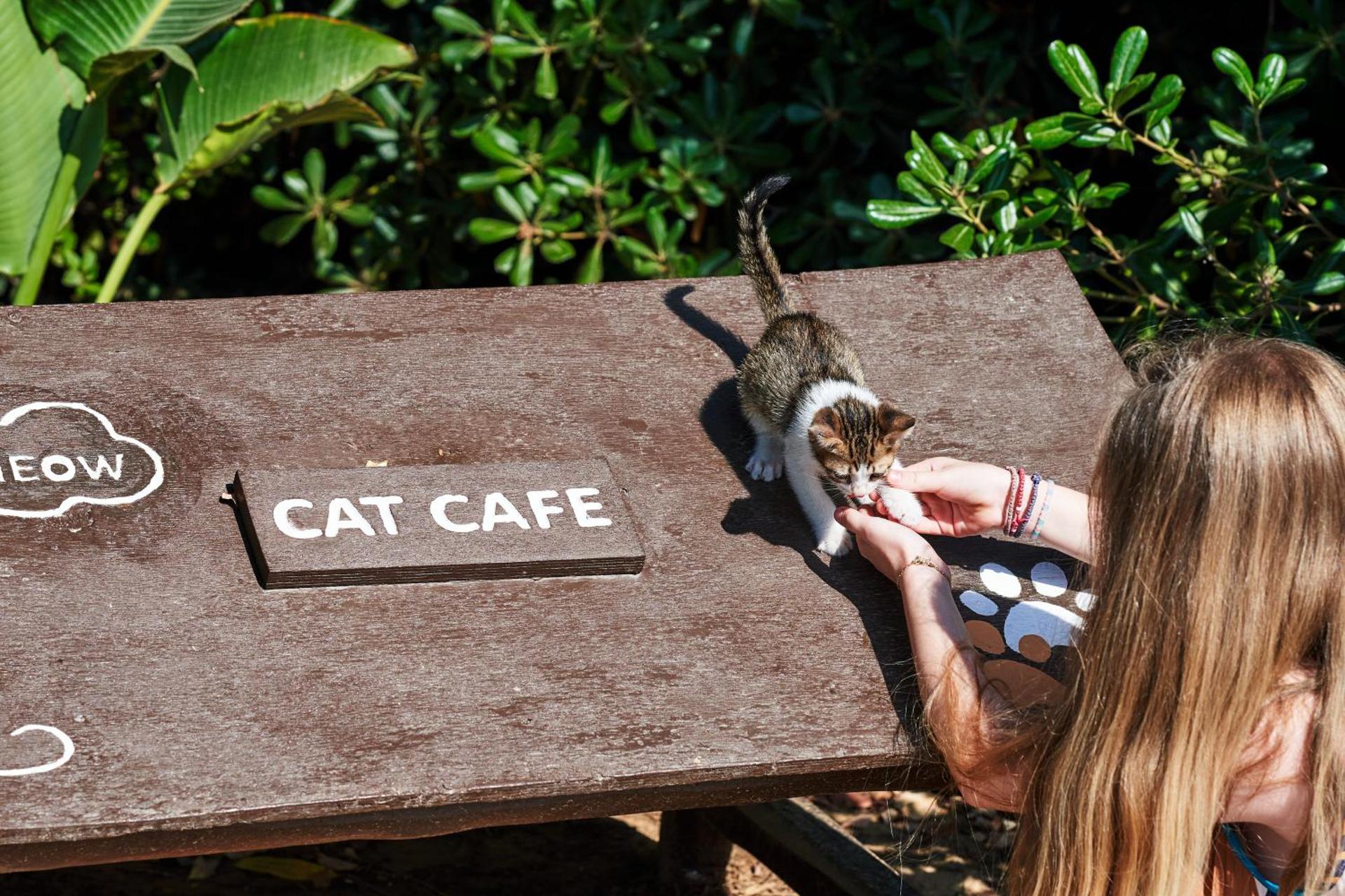 Agapi Beach Resort Premium All Inclusive - Photo 31