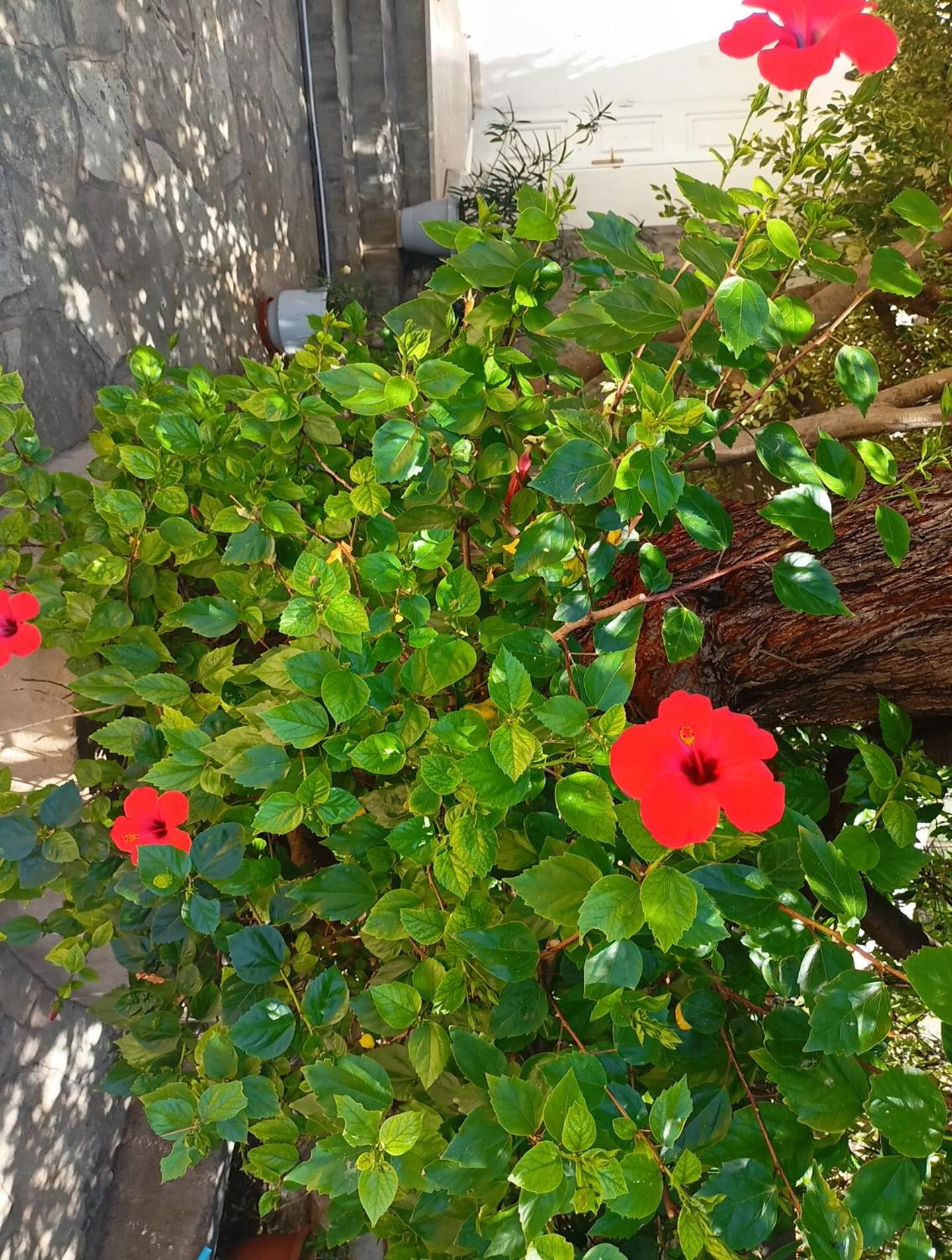 Smaragdas Paradise - Photo 26