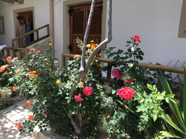 Pension Aretoussa - Photo 57