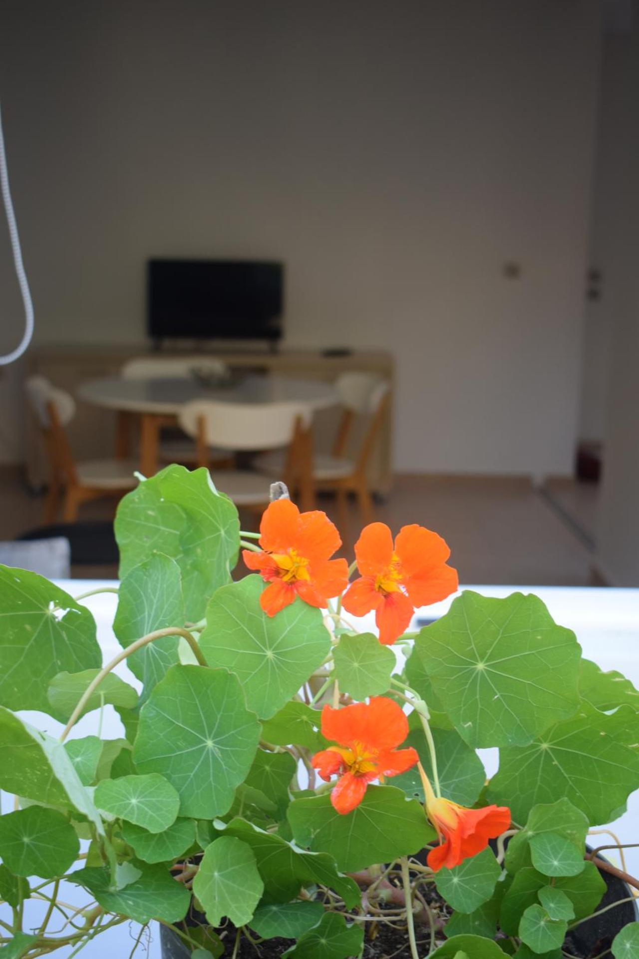 Blugreen Stegna Suites and Apartments - Photo 14