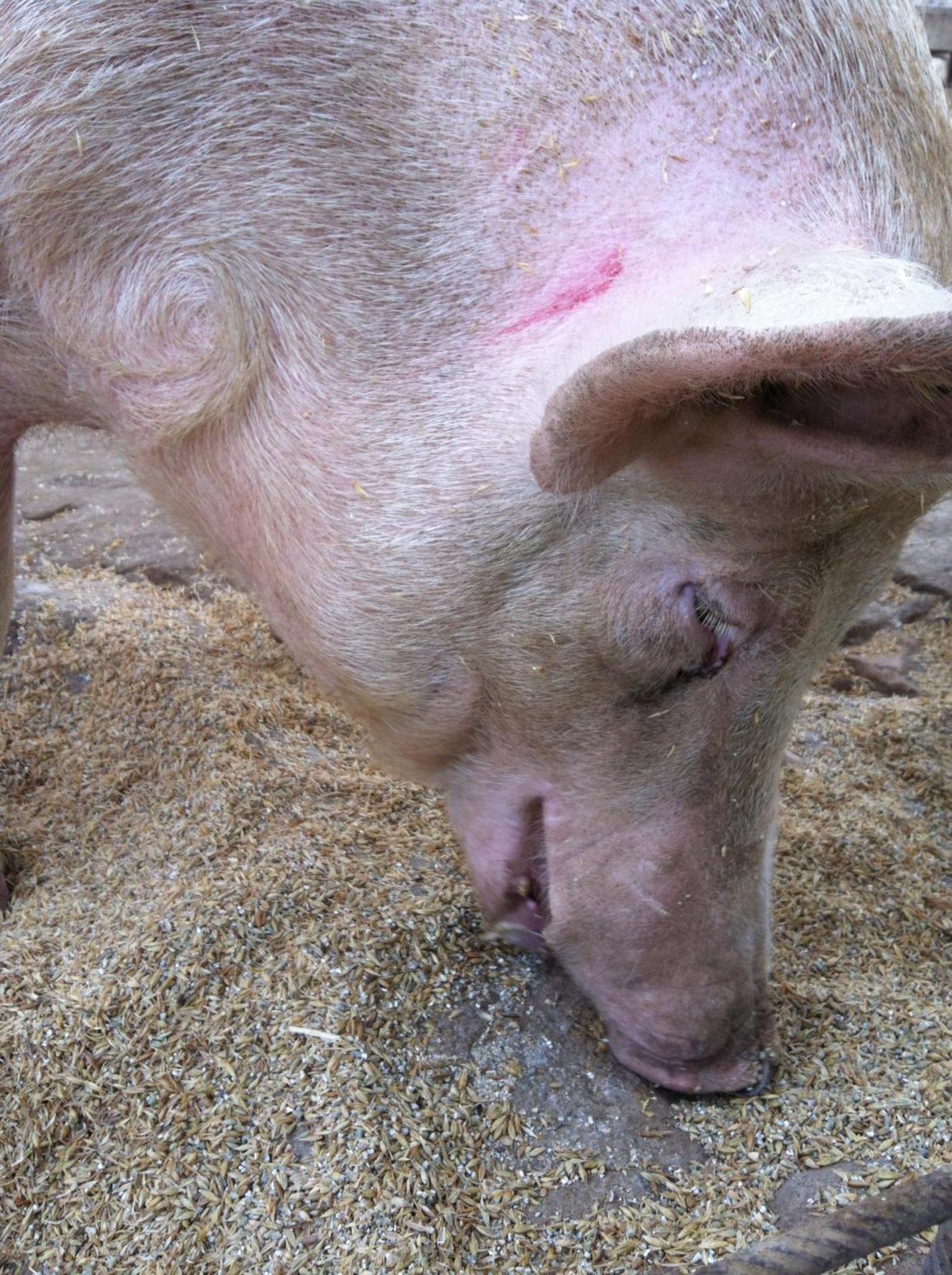 Agriturismo Cuile de Molino - Photo 144