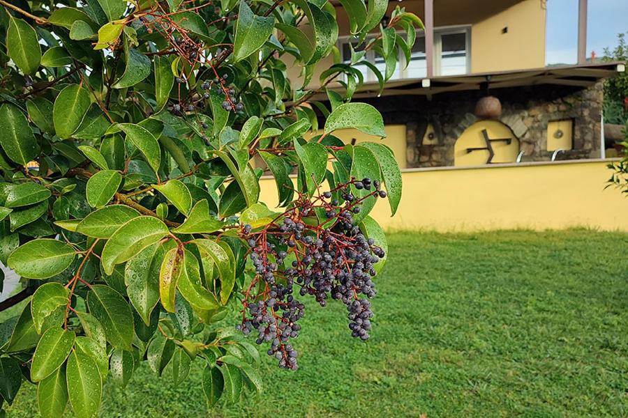 Socrates Organic Village - Wild Olive - Photo 119