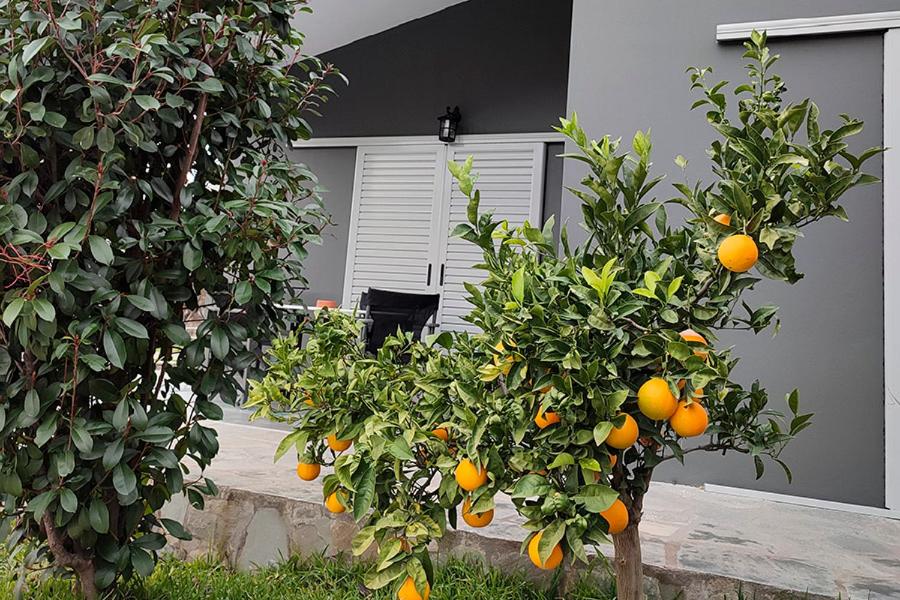 Socrates Organic Village - Wild Olive - Photo 98