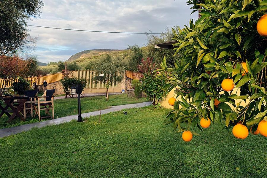 Socrates Organic Village - Wild Olive - Photo 97