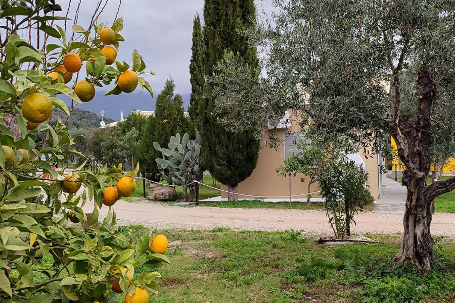 Socrates Organic Village - Wild Olive - Photo 140