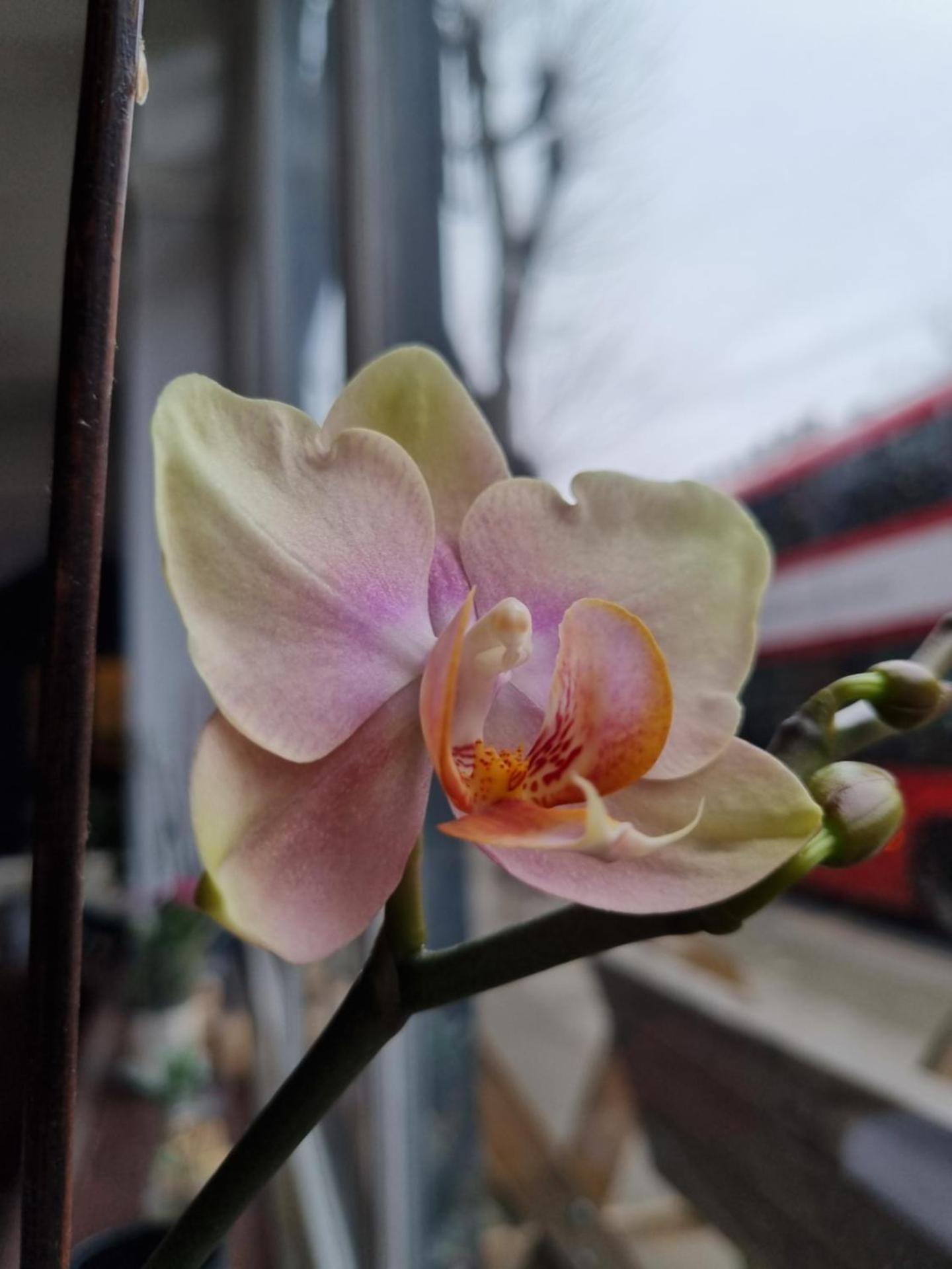 The Windmill Hotel - Photo 26