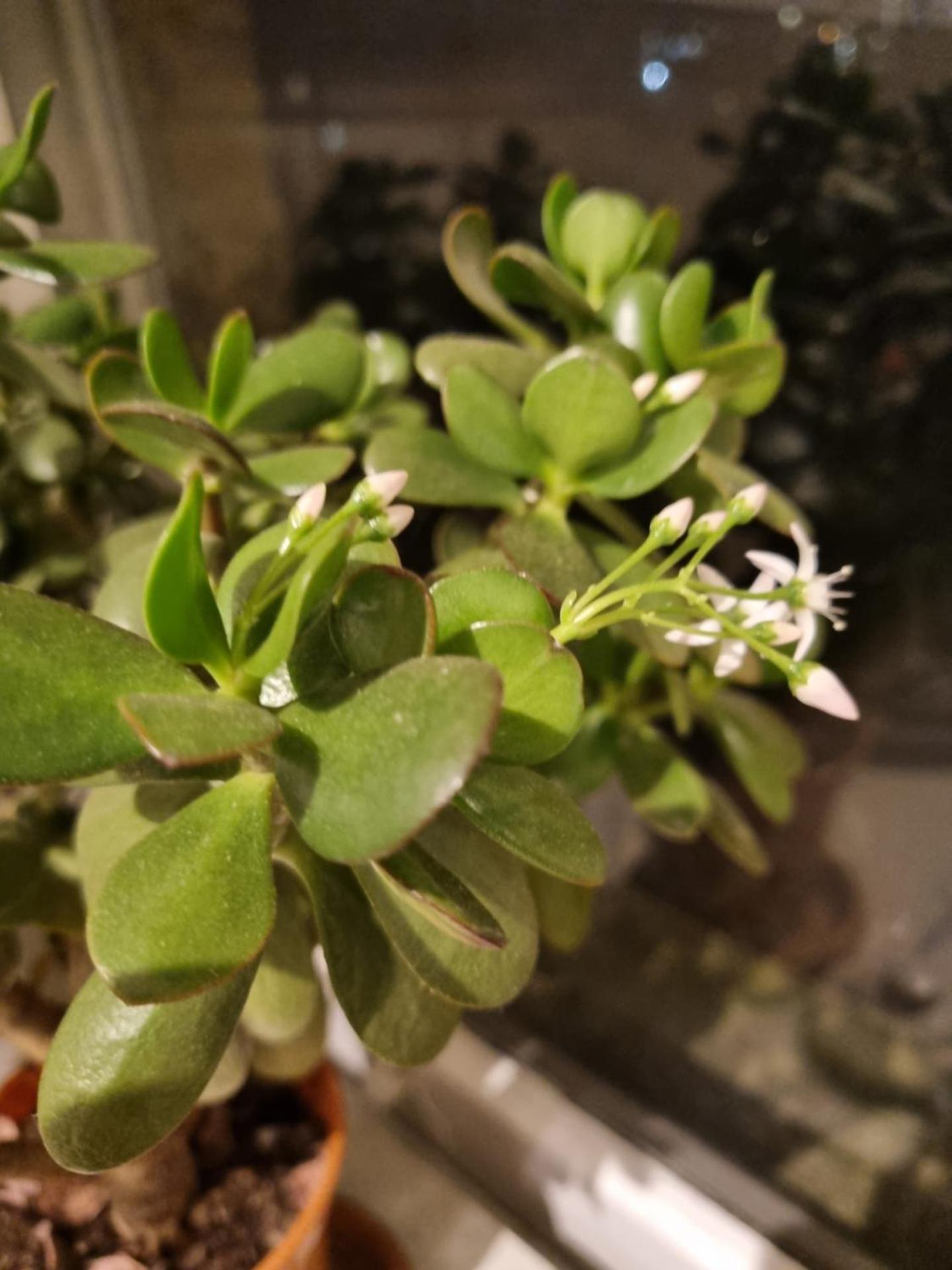 The Windmill Hotel - Photo 39